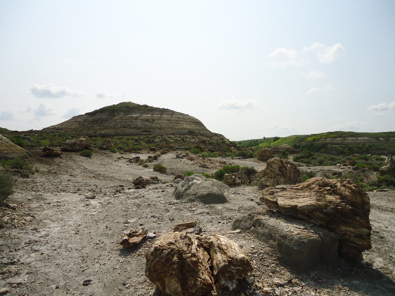 Petrified Cypress trees.