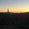 Sunset on the saguaros.