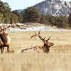 Bull Elk at Sheep Lake/Horseshoe Park