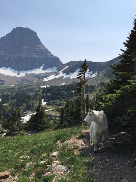 Just before reaching the overlook at Hidden Lake