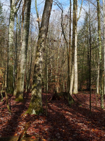 Winter woods at Bays.