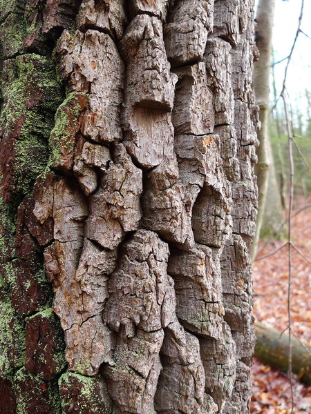 Rough bark.