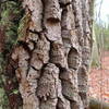 Rough bark.