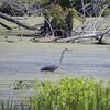 Great blue heron looking for food.