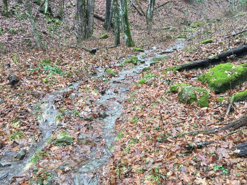 Water running down the trail after a day of rain in the GSMNP.