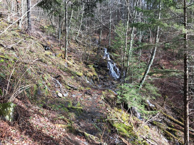 One of the creeks crossing the trail toward the end of the trail. After rain showers, the trail can become wet and muddy as water makes its way downhill.