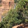 View of Waipo'o falls from the Canyon Trail.