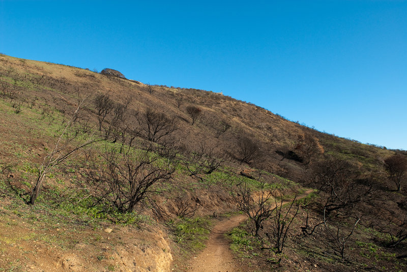 Burned hillside on Sunset Ridge Trail.