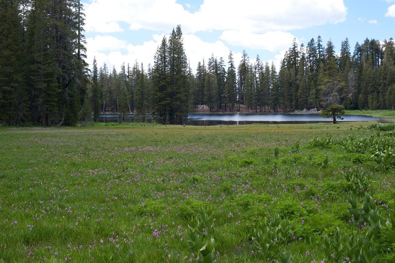 Flowers blooming as you approach Lukens Lake.