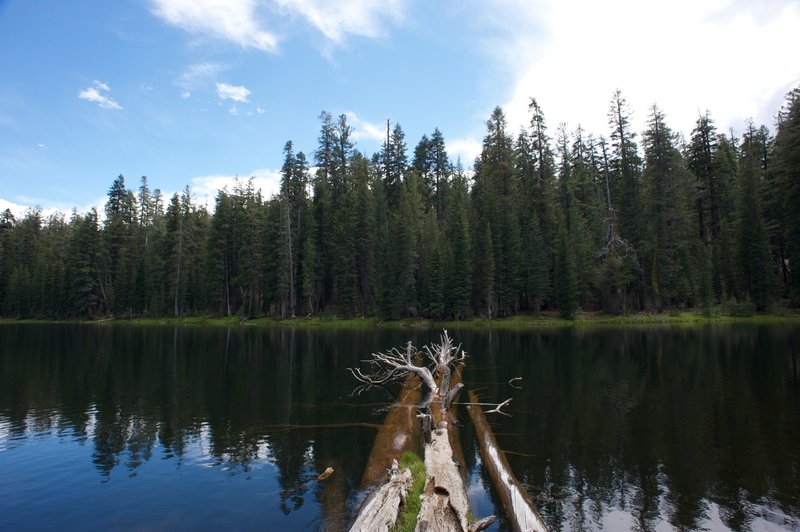 Trees in the lake.