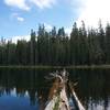 Trees in the lake.