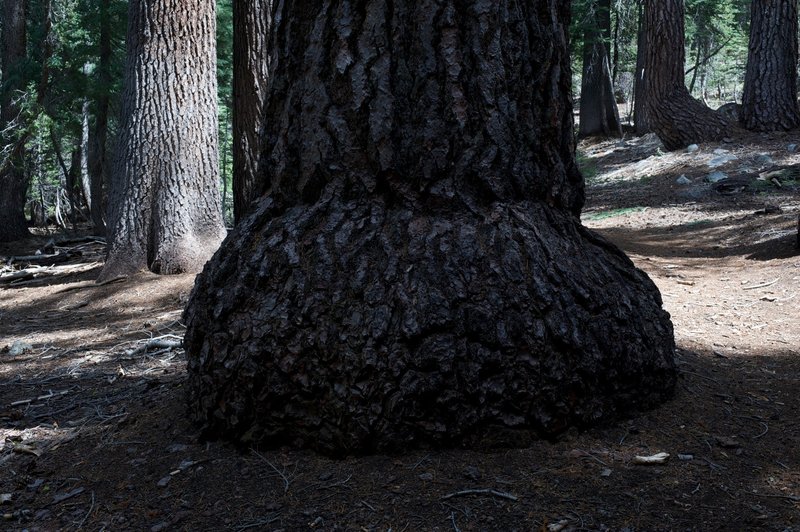 One of the trees alongside the lake.