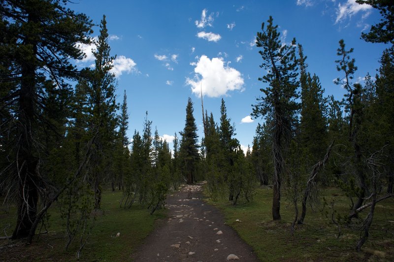 Trail headed to Elizabeth Lake.