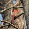 Male Cardinal