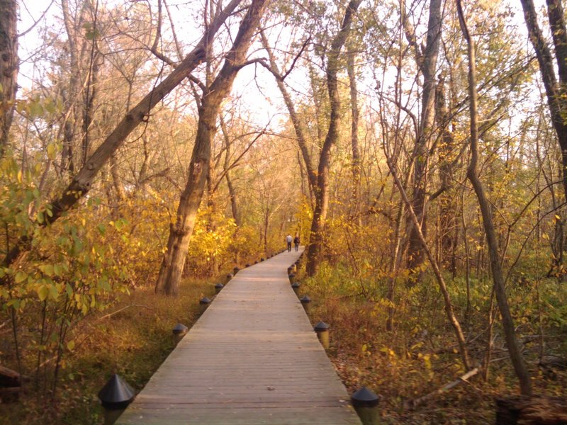 Swamp Trail - Theodore Roosevelt Island.