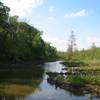 Theodore Roosevelt Island scene