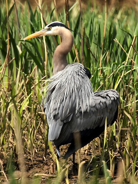 TR Island Great Blue Heron 2