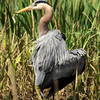 TR Island Great Blue Heron 2