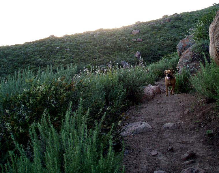 Evening hike: four-legged hiker.