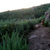 Evening hike: four-legged hiker.