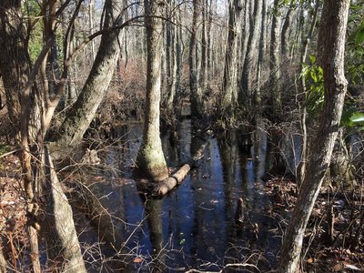 Bald Cypress swamp on the Kingfisher Trail.