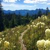 Beargrass blooming along the Black and White/ Smith Lake Trail.