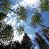 Look up - Beautiful Aspens along Donut Falls Trail.