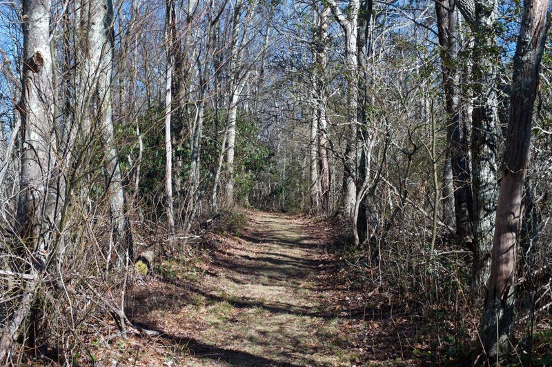 The top portion of the trail is fairly wide and grassy, making for easy hiking as you climb toward the Cove Mountain Summit.