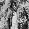 General Sherman Tree