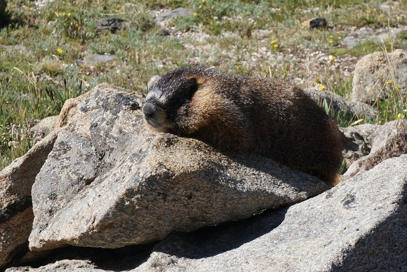 A Friendly Marmot