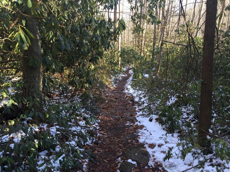 The trail begins descending down to the Little River Trail.