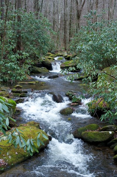 Jake's Creek as it flows past the Meigs Mountain Trail.