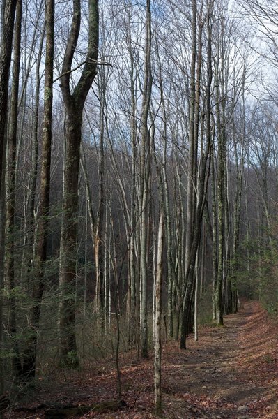 Miens Mountain Trail as it winds through the woods.