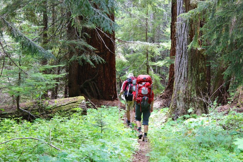 Impressive Douglas Firs along the trail.