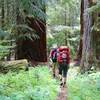 Impressive Douglas Firs along the trail.