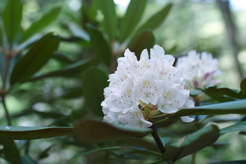 Rhododendron blooms as you hike the trail in June.