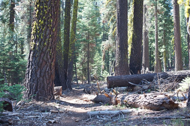 Hiking through downed trees and large virgin forest.