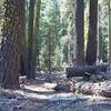 Hiking through downed trees and large virgin forest.