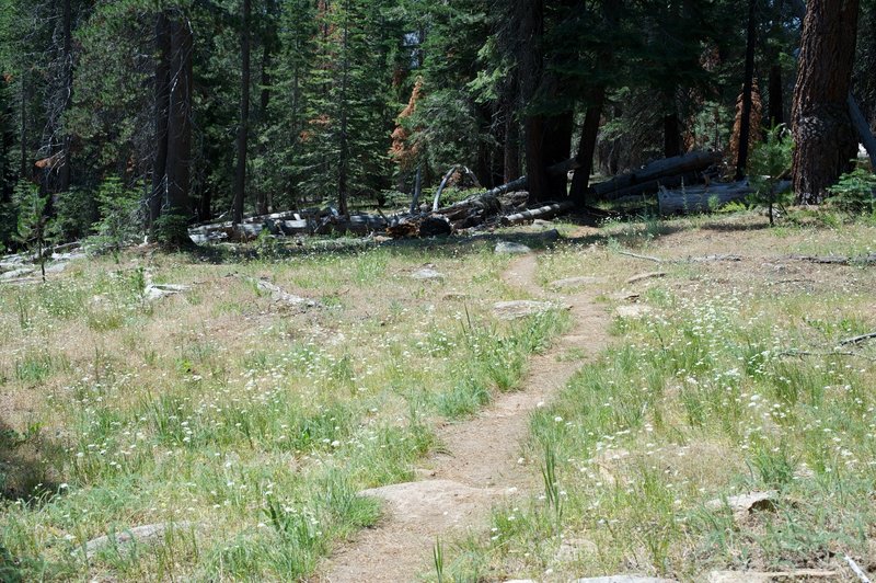 The trail opens up some as you descend into the Snow Creek watershed.  Wildflowers bloom in the summer.