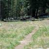 The trail opens up some as you descend into the Snow Creek watershed.  Wildflowers bloom in the summer.