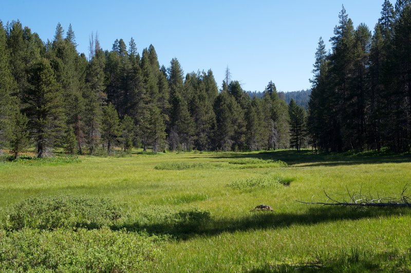 McGurk Meadow