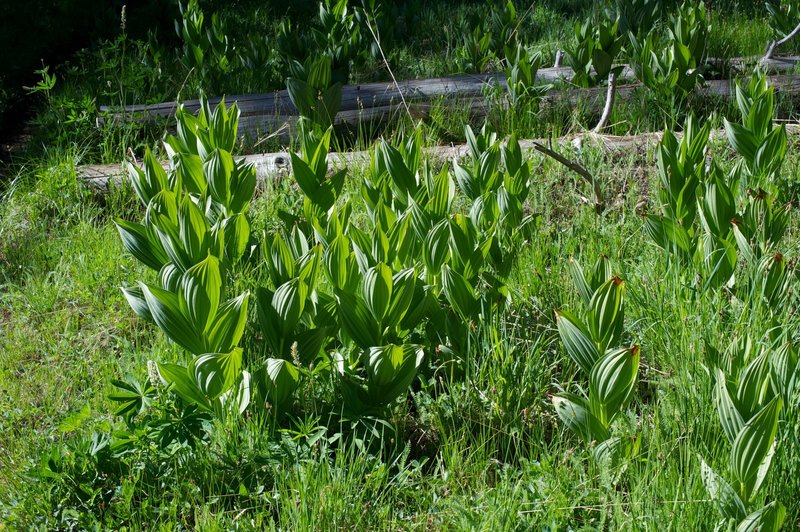 Plants along the trail as you descend toward the Pohono Trail.