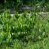 Plants along the trail as you descend toward the Pohono Trail.