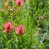 Giant red paint brush in McGurk Meadow.