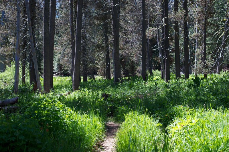 The trail working it's way through the tall grass and trees in the area.