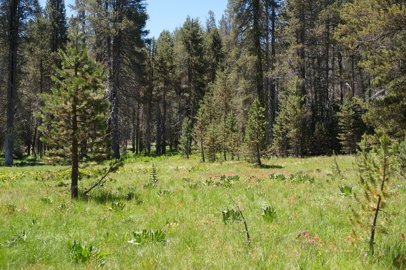 The area where the meadow begins to blend with the forest.