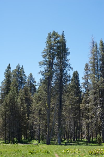 The trail tips in and out of lodgepole pine forests as it skirts the meadow.