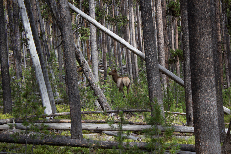 Cow elk along trail.