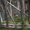 Cow elk along trail.