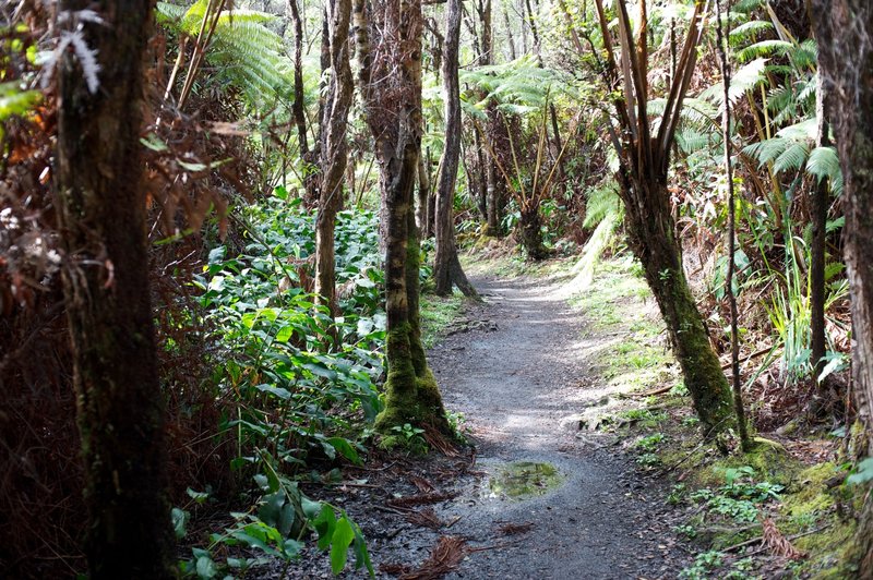 Hike through the rainforest.